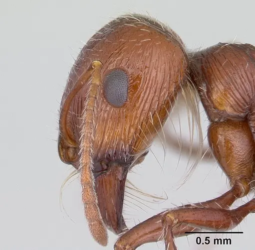 Pogonomyrmex mohavensis specimen CASENT0188646 image casent0188646_3