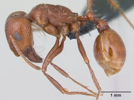 Pogonomyrmex mohavensis specimen CASENT0188646 image casent0188646_4