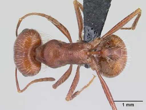 Pogonomyrmex mohavensis specimen CASENT0188647 image casent0188647_1