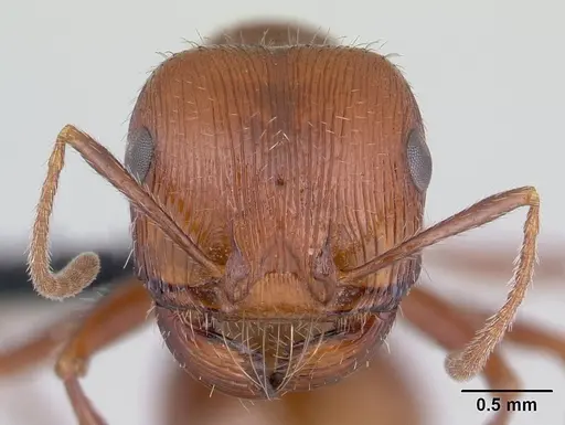 Pogonomyrmex mohavensis specimen CASENT0188647 image casent0188647_2