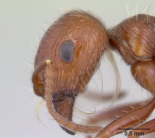Pogonomyrmex mohavensis specimen CASENT0188647 image casent0188647_3
