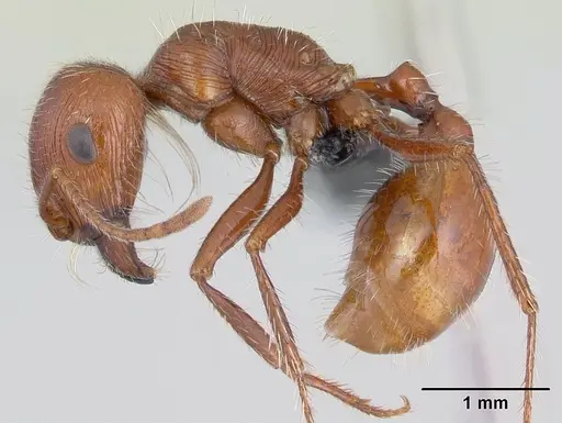 Pogonomyrmex mohavensis specimen CASENT0188647 image casent0188647_4
