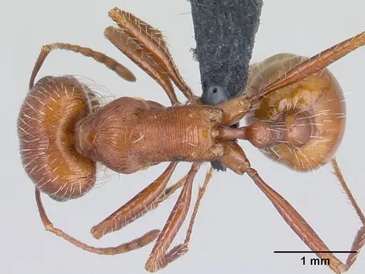 Pogonomyrmex mohavensis specimen CASENT0188651 image casent0188651_1