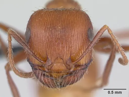 Pogonomyrmex mohavensis specimen CASENT0188651 image casent0188651_2