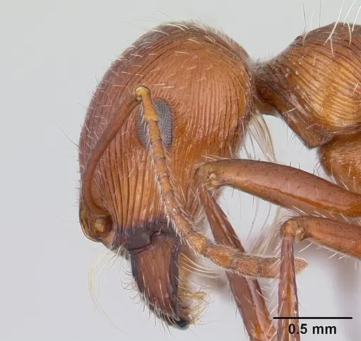 Pogonomyrmex mohavensis specimen CASENT0188651 image casent0188651_3