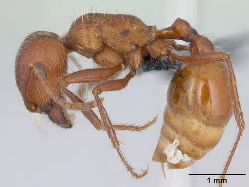 Pogonomyrmex mohavensis specimen CASENT0188651 image casent0188651_4