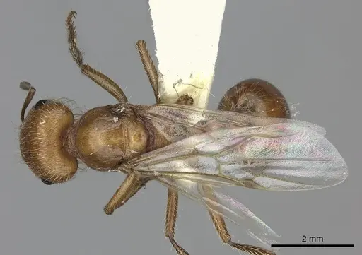 Pogonomyrmex mohavensis specimen CASENT0249119 image casent0249119_1