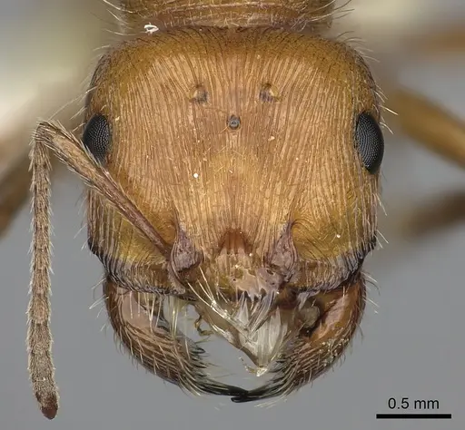 Pogonomyrmex mohavensis specimen CASENT0249119 image casent0249119_2