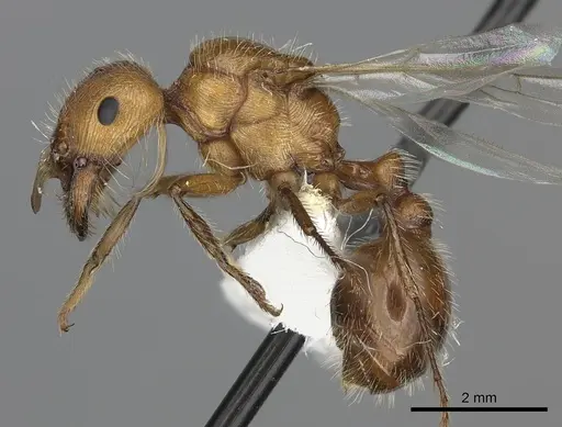 Pogonomyrmex mohavensis specimen CASENT0249119 image casent0249119_3