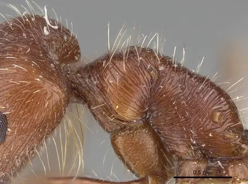 Pogonomyrmex mohavensis specimen CASENT0914104 image casent0914104_1