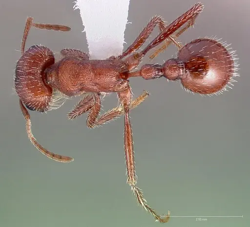Pogonomyrmex montanus specimen CASENT0005717 image casent0005717_1