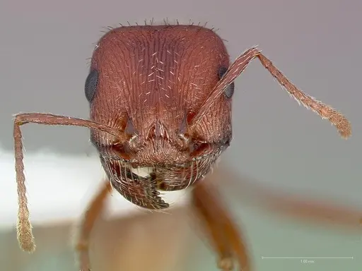 Pogonomyrmex montanus specimen CASENT0005717 image casent0005717_2
