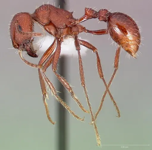 Pogonomyrmex montanus specimen CASENT0005717 image casent0005717_3