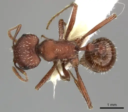 Pogonomyrmex montanus specimen CASENT0235324 image casent0235324_1