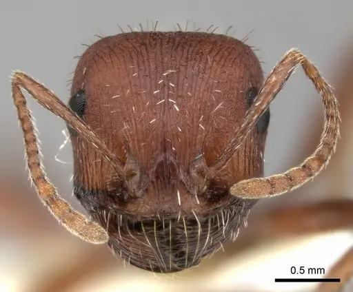 Pogonomyrmex montanus specimen CASENT0235324 image casent0235324_2