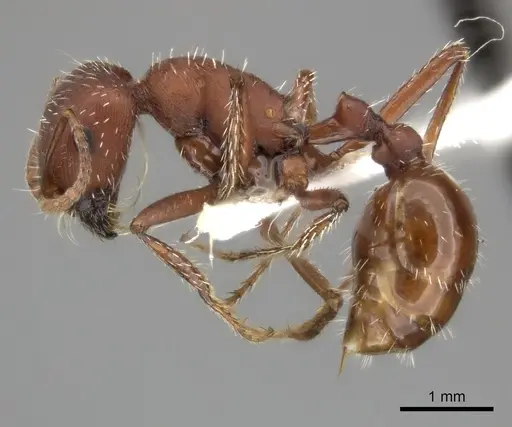 Pogonomyrmex montanus specimen CASENT0235324 image casent0235324_3