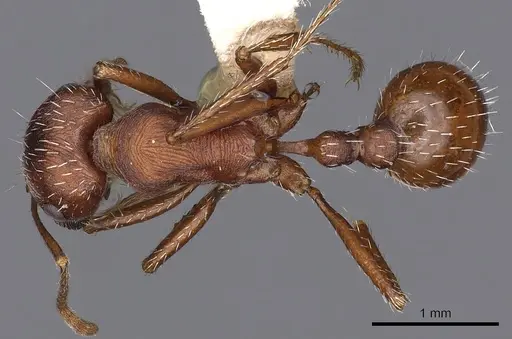 Pogonomyrmex montanus specimen CASENT0900378 image casent0900378_1