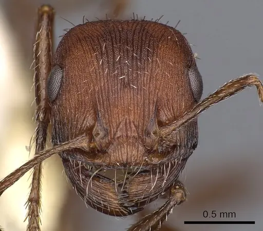 Pogonomyrmex montanus specimen CASENT0900378 image casent0900378_2