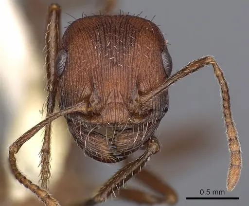 Pogonomyrmex montanus specimen CASENT0900378 image casent0900378_3