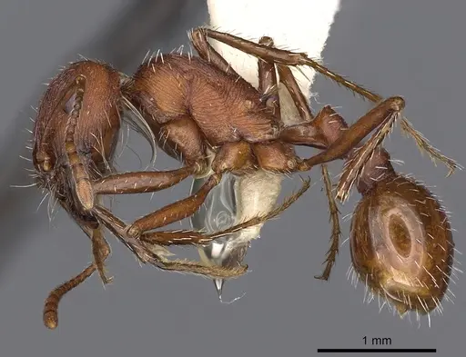 Pogonomyrmex montanus specimen CASENT0900378 image casent0900378_4