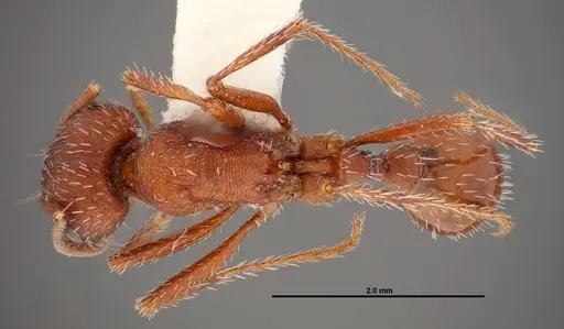 Pogonomyrmex montanus specimen FMNHINS0000049596 image fmnhins0000049596_1