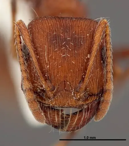 Pogonomyrmex montanus specimen FMNHINS0000049596 image fmnhins0000049596_2