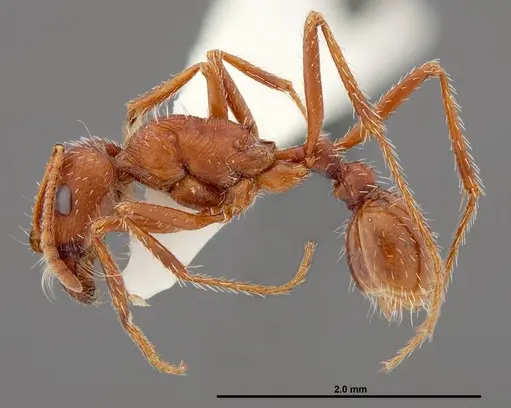 Pogonomyrmex montanus specimen FMNHINS0000049596 image fmnhins0000049596_3