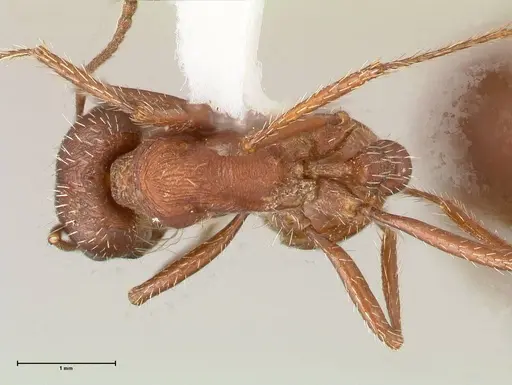 Pogonomyrmex montanus specimen FOCOL0603-1 image focol0603-1_1