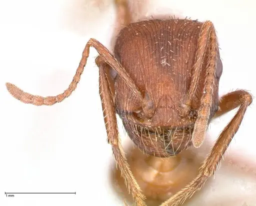 Pogonomyrmex montanus specimen FOCOL0603-1 image focol0603-1_2