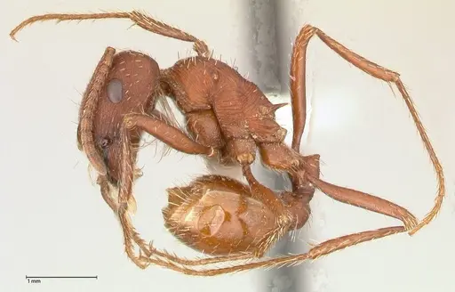 Pogonomyrmex montanus specimen FOCOL0603-1 image focol0603-1_3