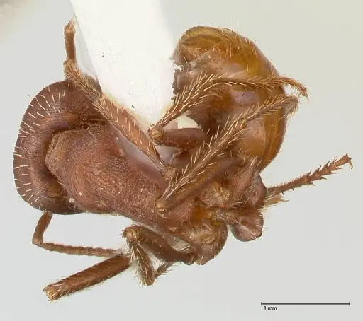 Pogonomyrmex montanus specimen FOCOL0603-2 image focol0603-2_1