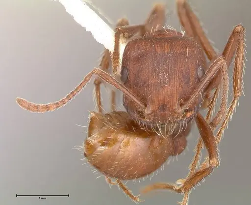 Pogonomyrmex montanus specimen FOCOL0603-2 image focol0603-2_2