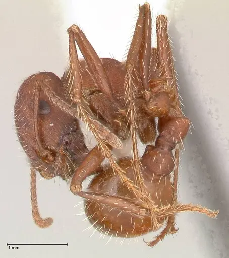 Pogonomyrmex montanus specimen FOCOL0603-2 image focol0603-2_3