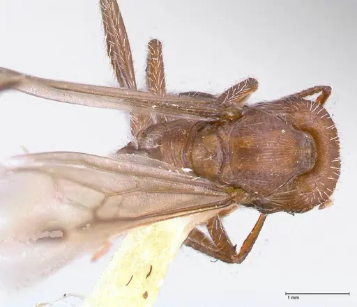 Pogonomyrmex montanus specimen FOCOL0604 image focol0604_1