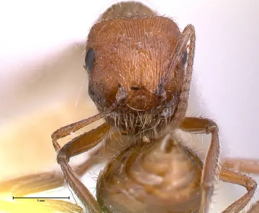 Pogonomyrmex montanus specimen FOCOL0604 image focol0604_2