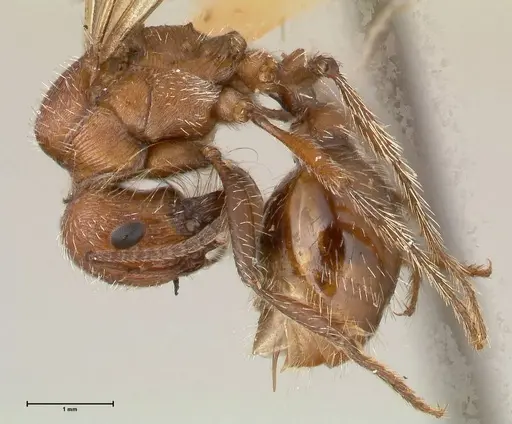 Pogonomyrmex montanus specimen FOCOL0604 image focol0604_3