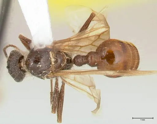 Pogonomyrmex montanus specimen FOCOL0605 image focol0605_1