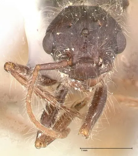 Pogonomyrmex montanus specimen FOCOL0605 image focol0605_2