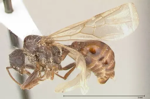 Pogonomyrmex montanus specimen FOCOL0605 image focol0605_3