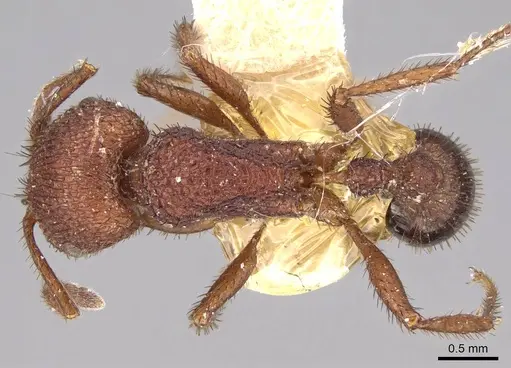Pogonomyrmex naegelii specimen ANTWEB1008773 image antweb1008773_1