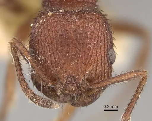 Pogonomyrmex naegelii specimen ANTWEB1008773 image antweb1008773_2