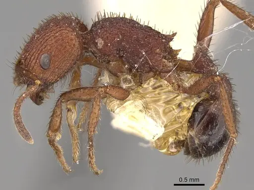 Pogonomyrmex naegelii specimen ANTWEB1008773 image antweb1008773_3
