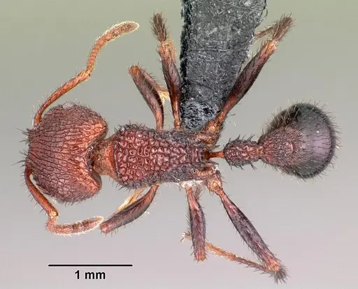 Pogonomyrmex naegelii specimen CASENT0102687 image casent0102687_1