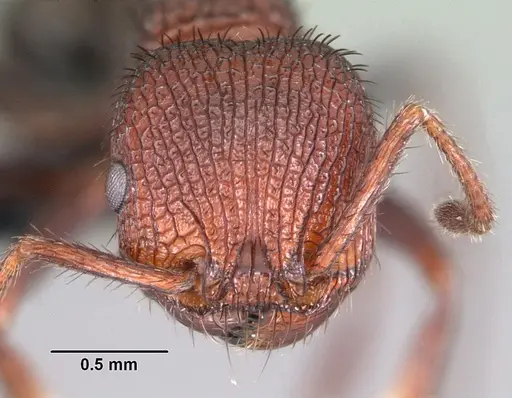 Pogonomyrmex naegelii specimen CASENT0102687 image casent0102687_2