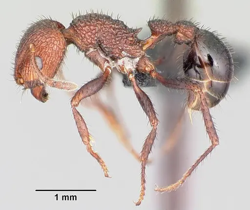 Pogonomyrmex naegelii specimen CASENT0102687 image casent0102687_3