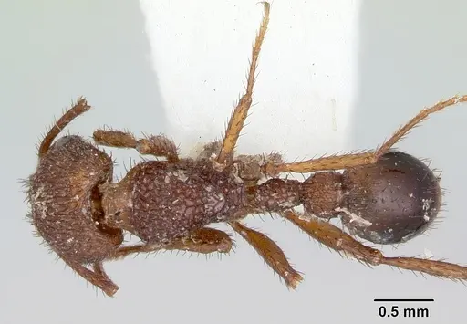 Pogonomyrmex naegelii specimen CASENT0103524 image casent0103524_1