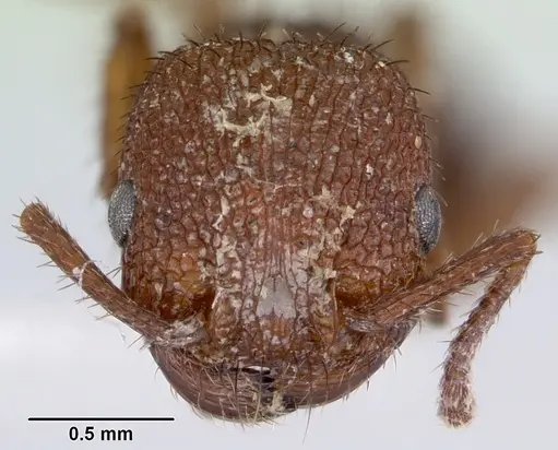 Pogonomyrmex naegelii specimen CASENT0103524 image casent0103524_2