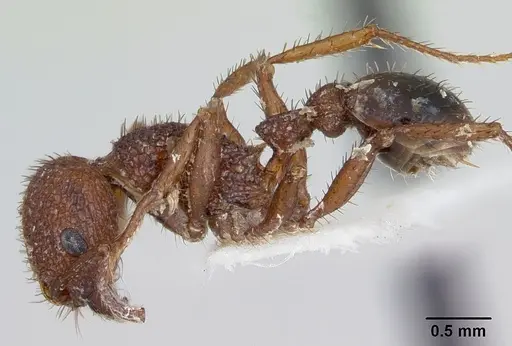 Pogonomyrmex naegelii specimen CASENT0103524 image casent0103524_3