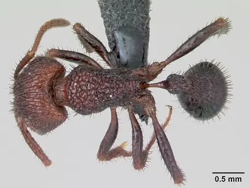Pogonomyrmex naegelii specimen CASENT0172677 image casent0172677_1
