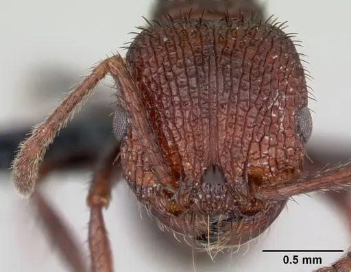 Pogonomyrmex naegelii specimen CASENT0172677 image casent0172677_2